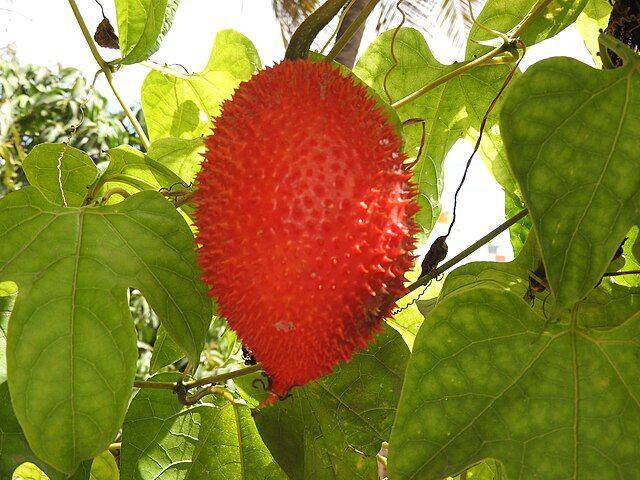 ilustrasi buah Tepurang (commons.wikimedia.org/Yercaud-elango)