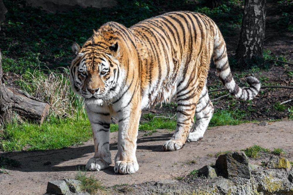 harimau (pexels.com/Antonio Friedemann)