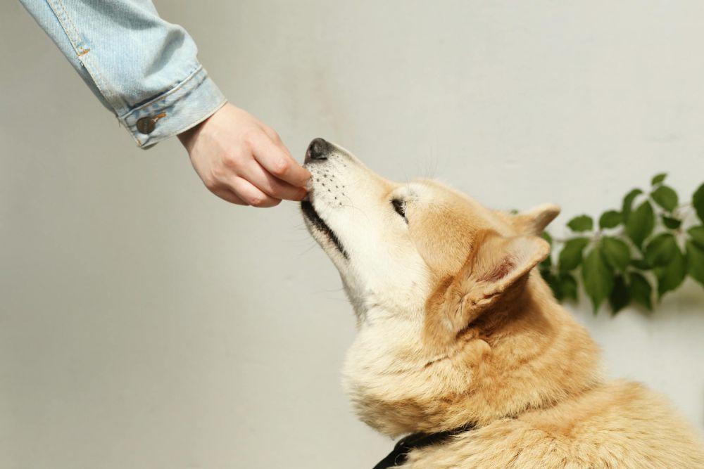 4 Tips Memilih Makanan Anjing yang Tepat, Utamakan Nutrisinya