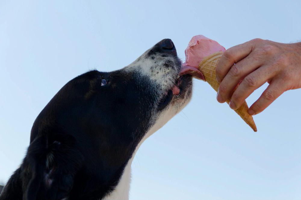 5 Alasan Orang-orang Lebih Memilih untuk Memelihara Anjing