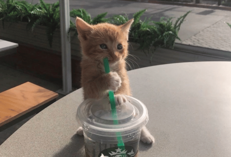 potret kucing dekat kopi (twitter.com/DontShowYourCat)