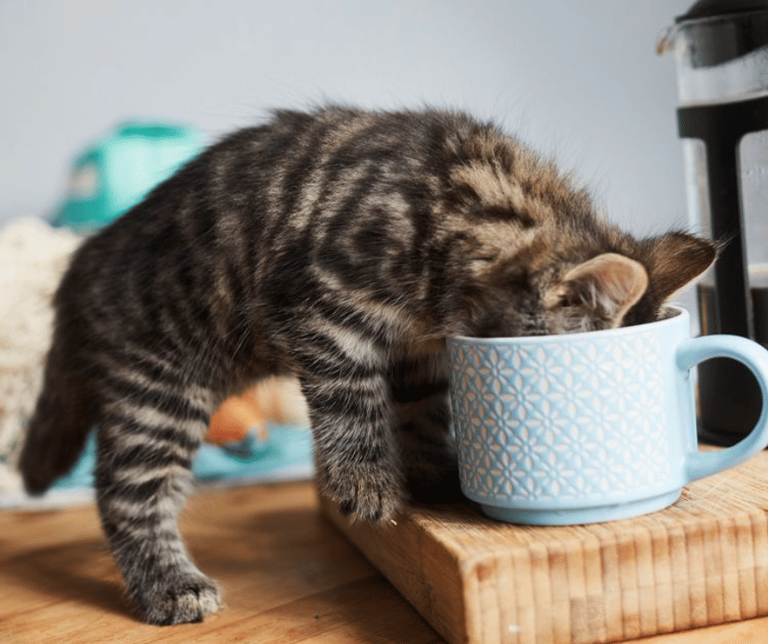 potret kucing dekat kopi (twitter.com/lecatshop)