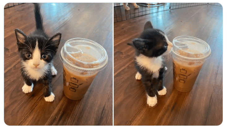 potret kucing dekat kopi (twitter.com/darthlux)