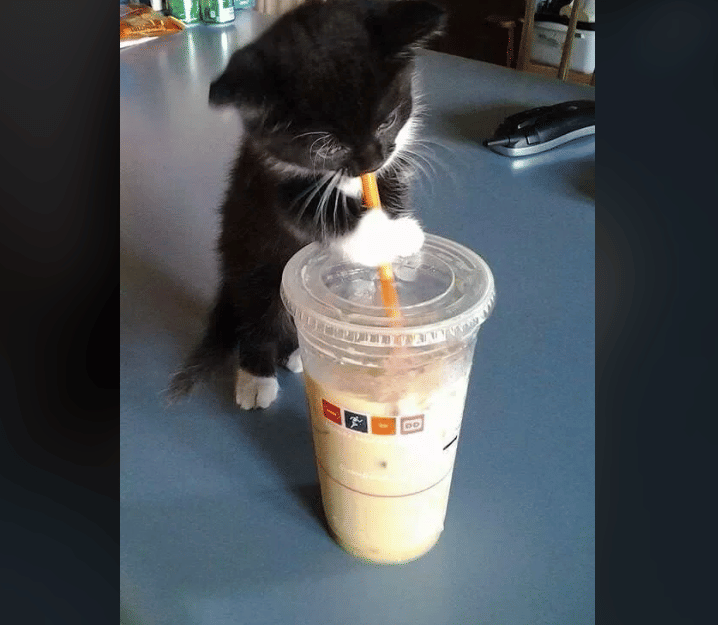 potret kucing dekat kopi (reddit.com/purpleelephantdance)