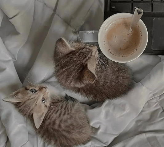 potret kucing dekat kopi (reddit.com/Sea-Ant87)