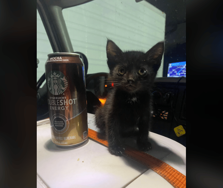 potret kucing dekat kopi (reddit.com/Bitter_Joke1589)