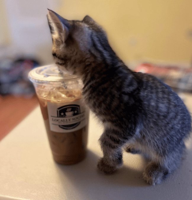 potret kucing dekat kopi (facebook.com/Locally Social Coffee)
