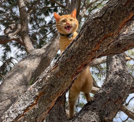 potret kucing oren di atas pohon (reddit.com/Ecstatic_Ad_7897)