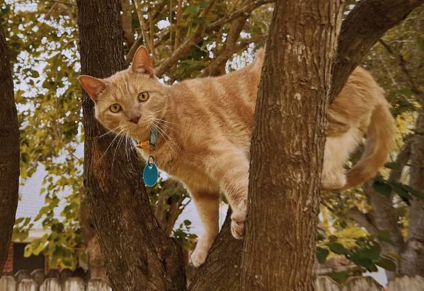 potret kucing oren di atas pohon (reddit.com/Arrokidd)