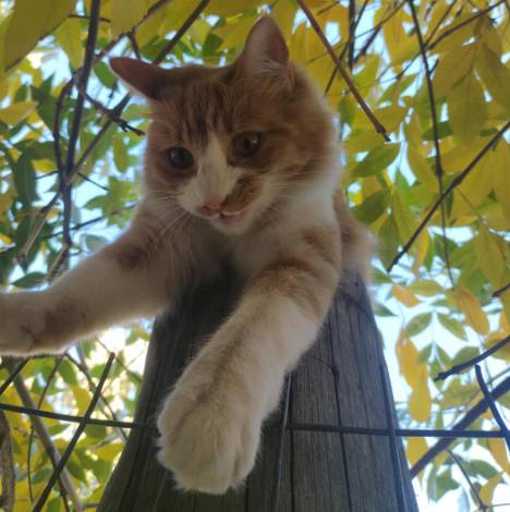 potret kucing oren di atas pohon (reddit.com/AyeCaandy)