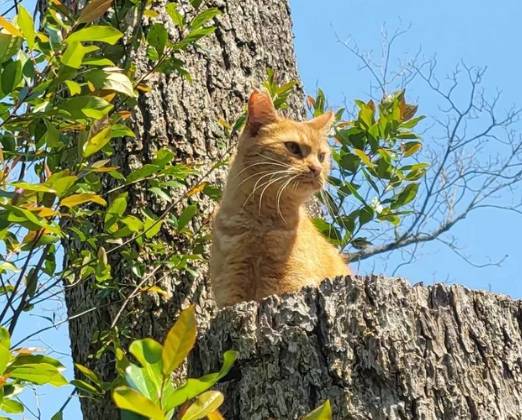 potret kucing oren di atas pohon (reddit.com/deleted)