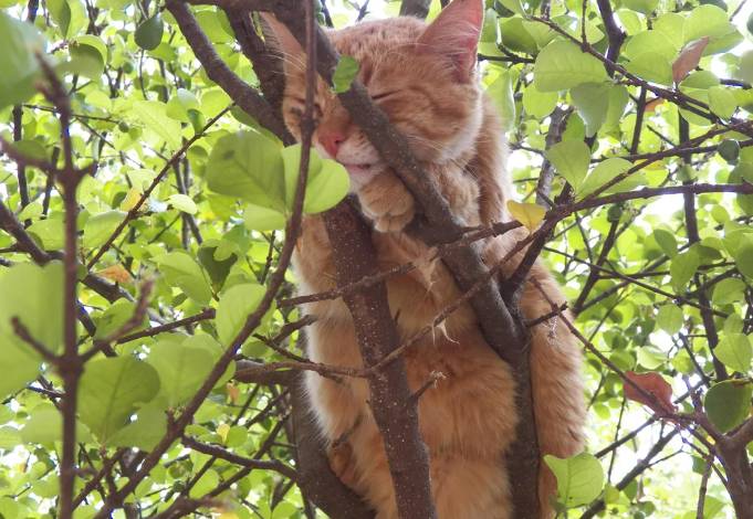 potret kucing oren di atas pohon (reddit.com/Hasiahanaflower)