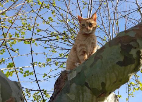 potret kucing oren di atas pohon (reddit.com/AdoIfHitIer-)