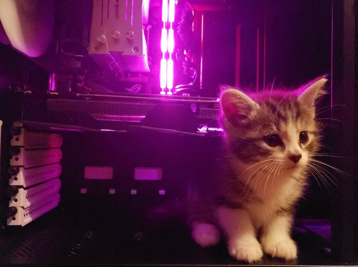 potret anak kucing main di PC (reddit.com/SanityNotFound)