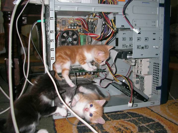 potret anak kucing main di PC (reddit.com/deleted)