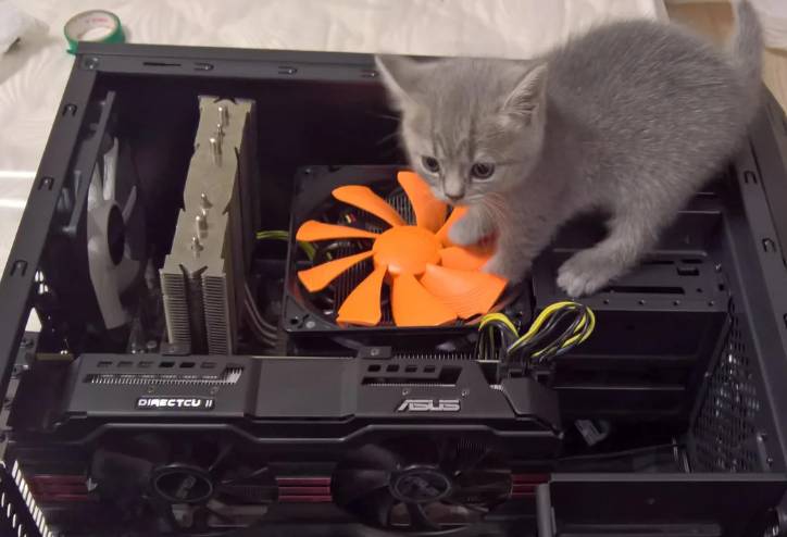 potret anak kucing main di PC (reddit.com/fedor_almighty)