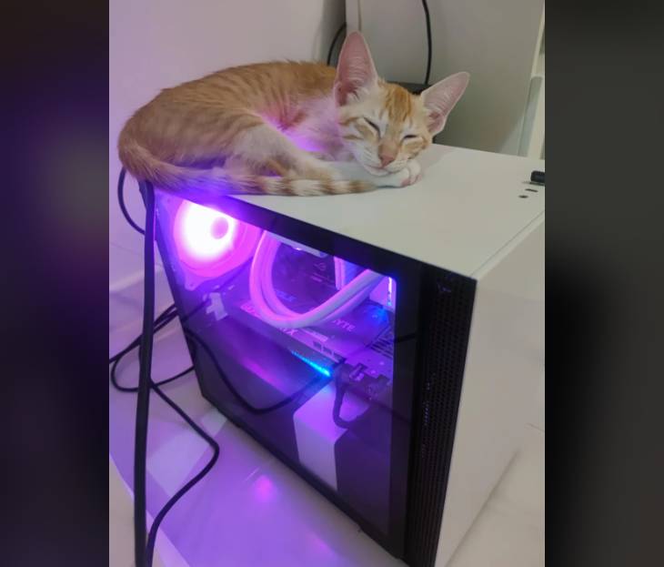potret anak kucing main di PC (reddit.com/zenerose)