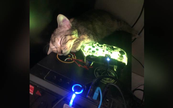 potret anak kucing main di PC (reddit.com/k1ngkittybottom)