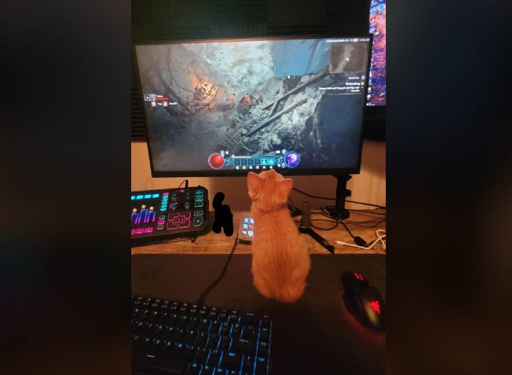 potret anak kucing main di PC (reddit.com/doc_dobby)