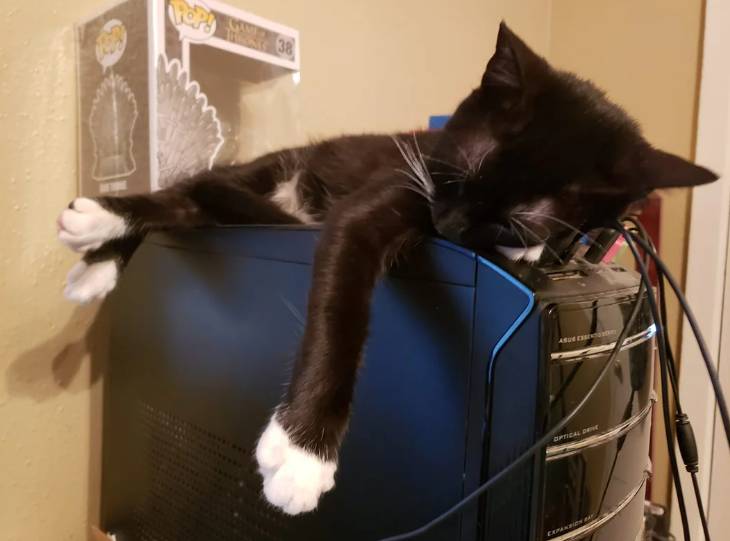potret anak kucing main di PC (reddit.com/adura_grounded)