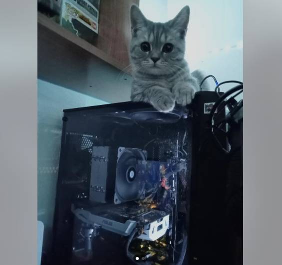 potret anak kucing main di PC (reddit.com/OptimalImp17891)