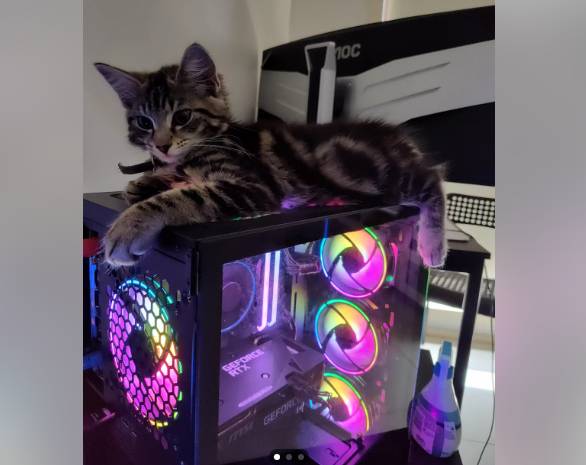 potret anak kucing main di PC (reddit.com/Sufficient_Meaning35)