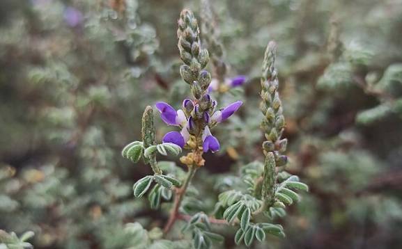 ilustrasi tanaman Fabaceae (commons.wikimedia.org/Juan Carlos Fonseca Mata)