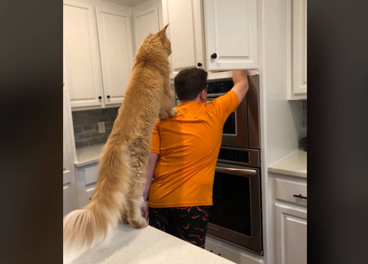potret kucing bareng bapak-bapak di dapur (reddit.com/Curbob)