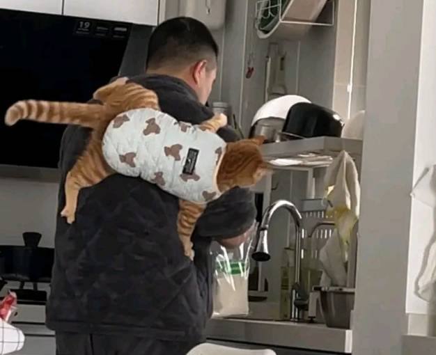 potret kucing bareng bapak-bapak di dapur (twitter.com/nocontextscats)