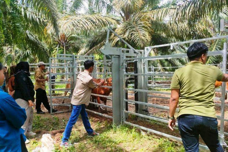 Pemeriksaan hewan menggunakan kandang jepit. (ANTARA)