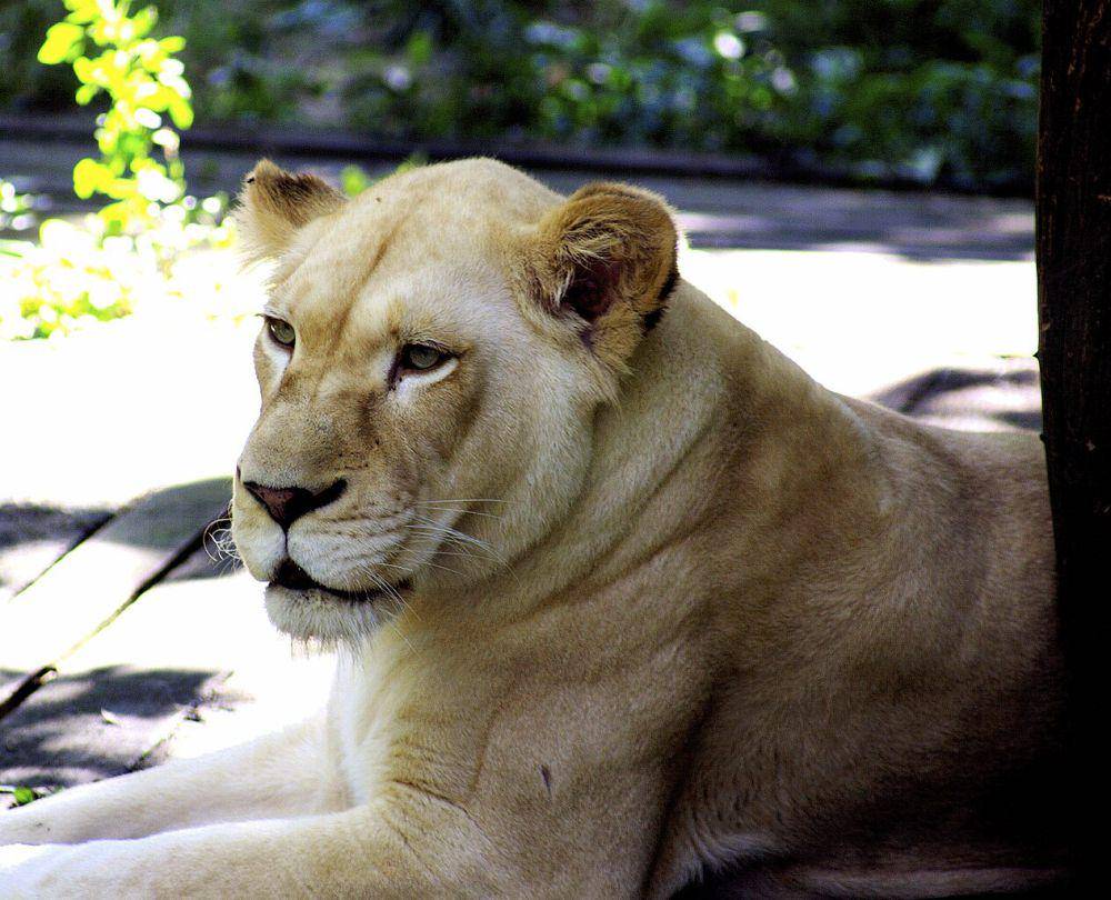 Singa putih (commons.wikimedia.org/Kabir Bakie)