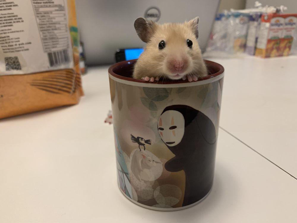 10 Potret Hamster Nongkrong di dalam Mug, Lucu Banget Ngintip-Ngintip