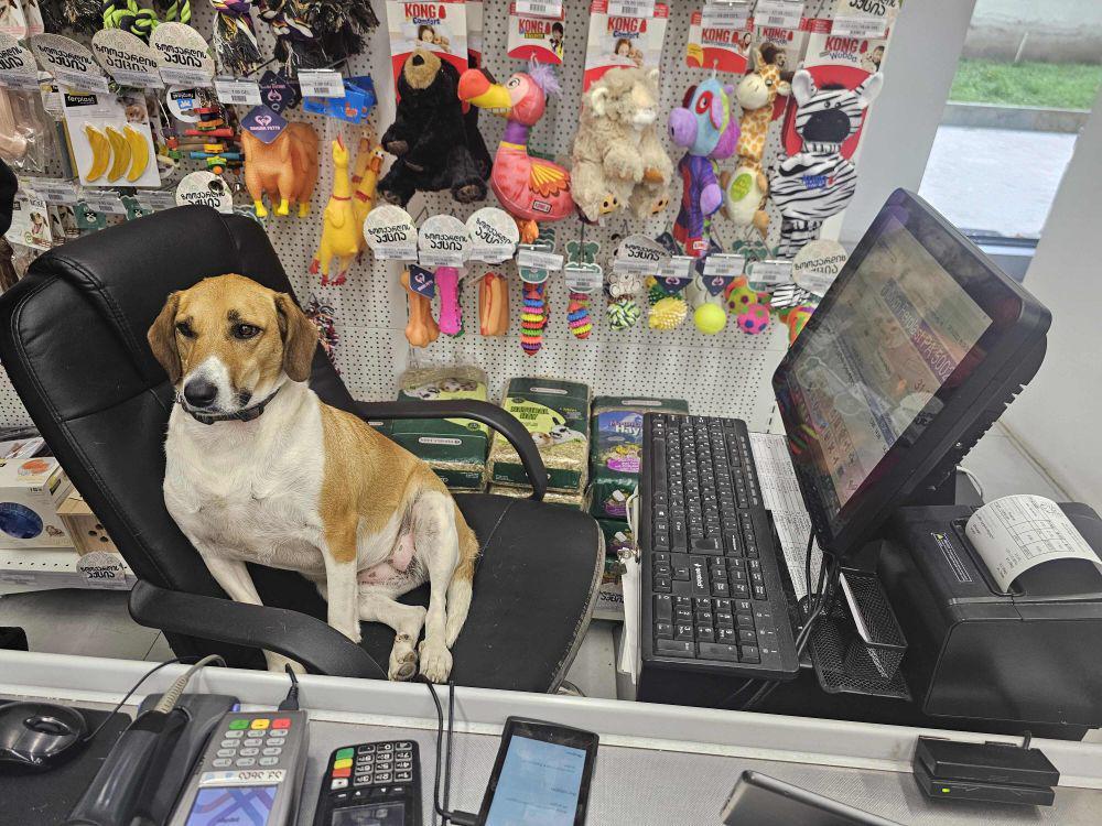 9 Potret Anjing Jadi Kasir, Skill-nya Tampak Menjanjikan