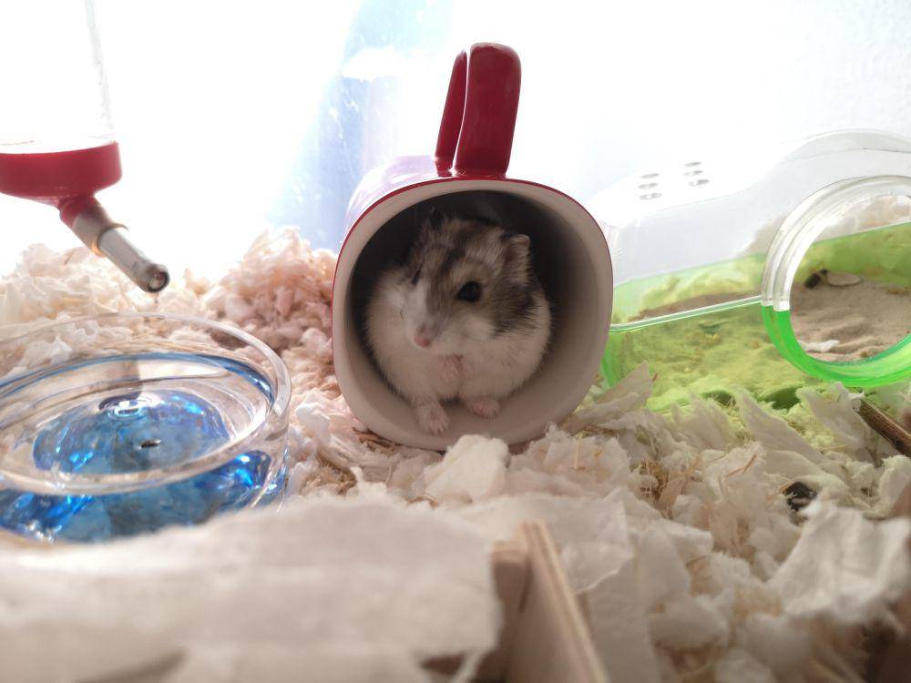 potret hamster nongkrong di dalam mug (reddit.com/user/carpetano)