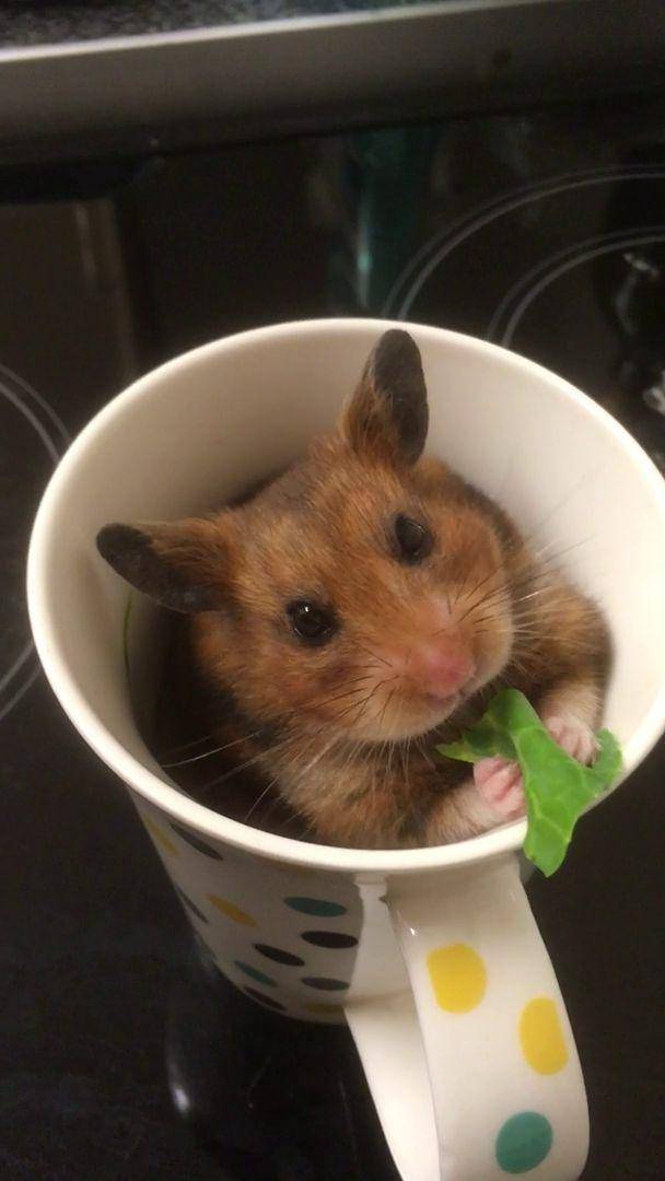 potret hamster nongkrong di dalam mug (reddit.com/user/Yetanothercrazygirl1)