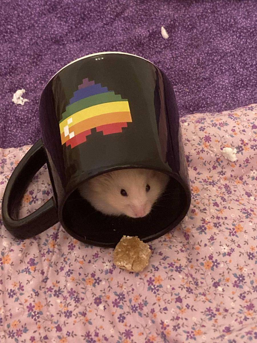 potret hamster nongkrong di dalam mug (reddit.com/user/OpportunityDizzy3436)
