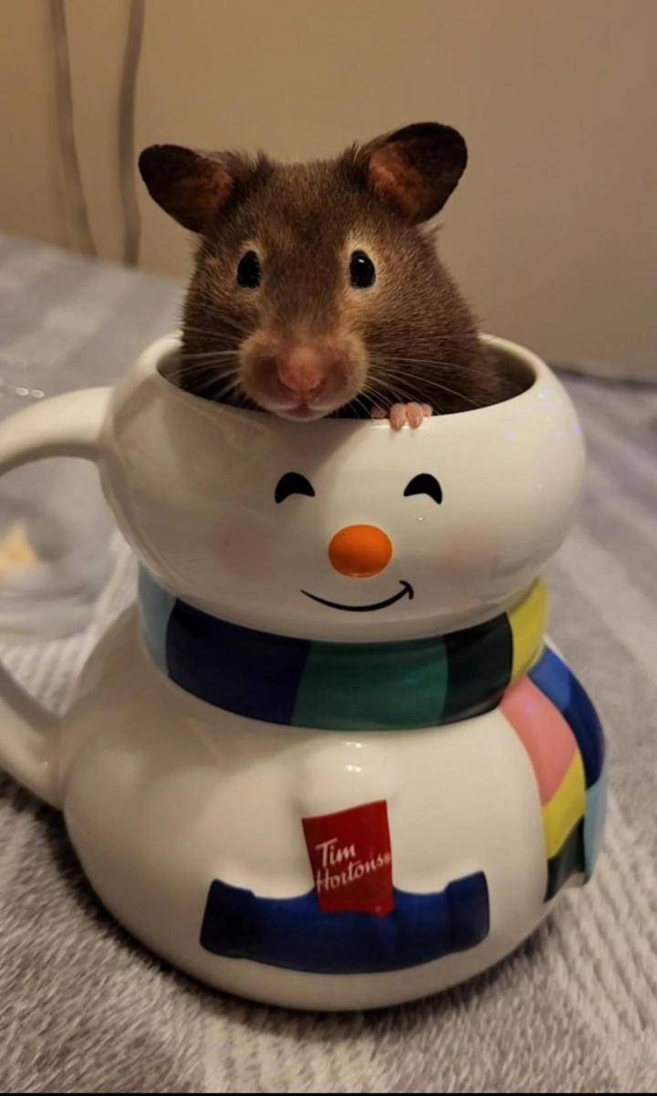 potret hamster nongkrong di dalam mug (reddit.com/user/gnificents)