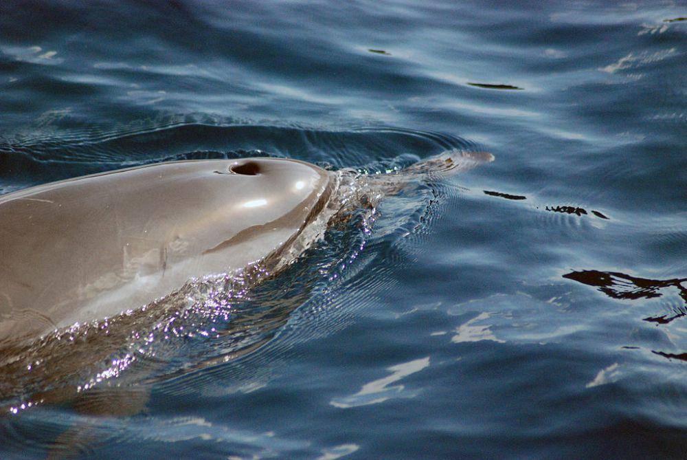 Lumba-lumba spinner di atas laut (commons.wikimedia.org/Liisa Havukainen)