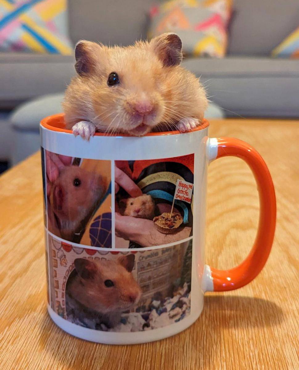 potret hamster nongkrong di dalam mug (reddit.com/user/Octanogal)