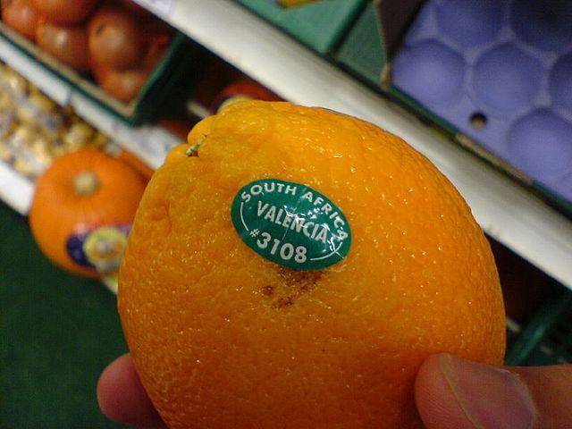 ilustrasi valencia orange (commons.wikimedia.org/javic)