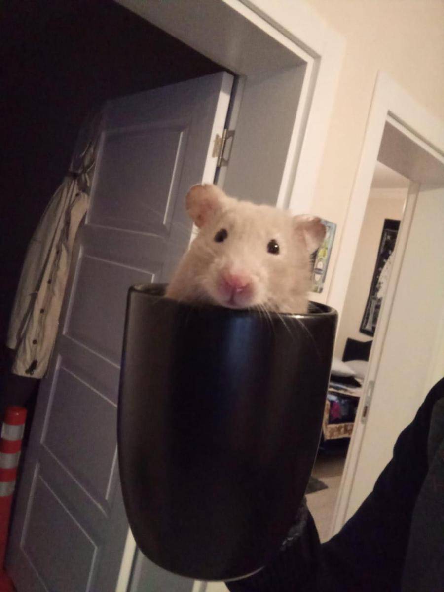 potret hamster nongkrong di dalam mug (reddit.com/user/SeigNicious)