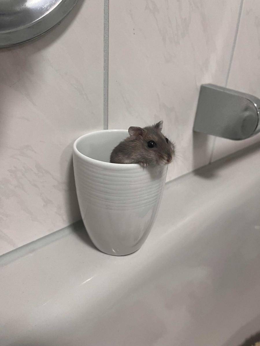 potret hamster nongkrong di dalam mug (reddit.com/user/weirdberlin)