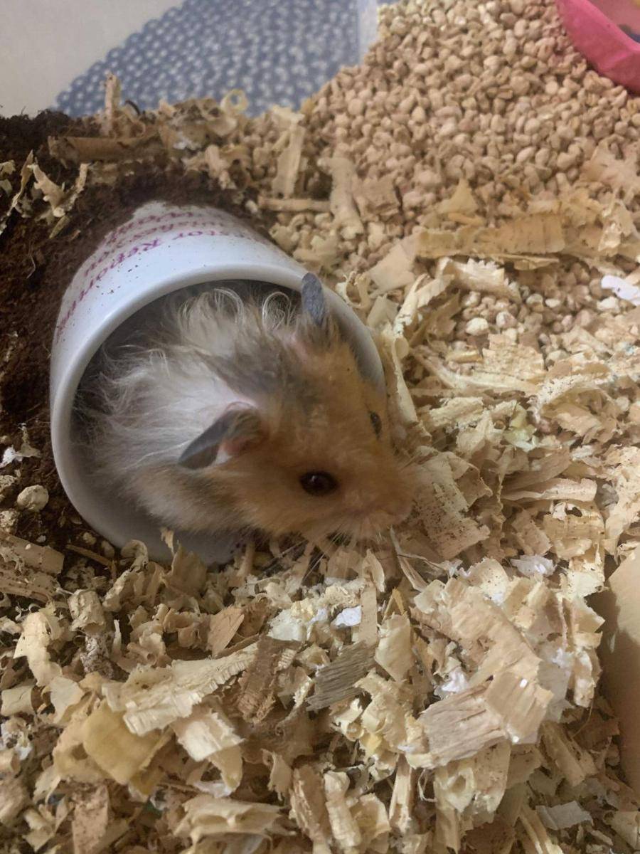 potret hamster nongkrong di dalam mug (reddit.com/user/drrhodium)