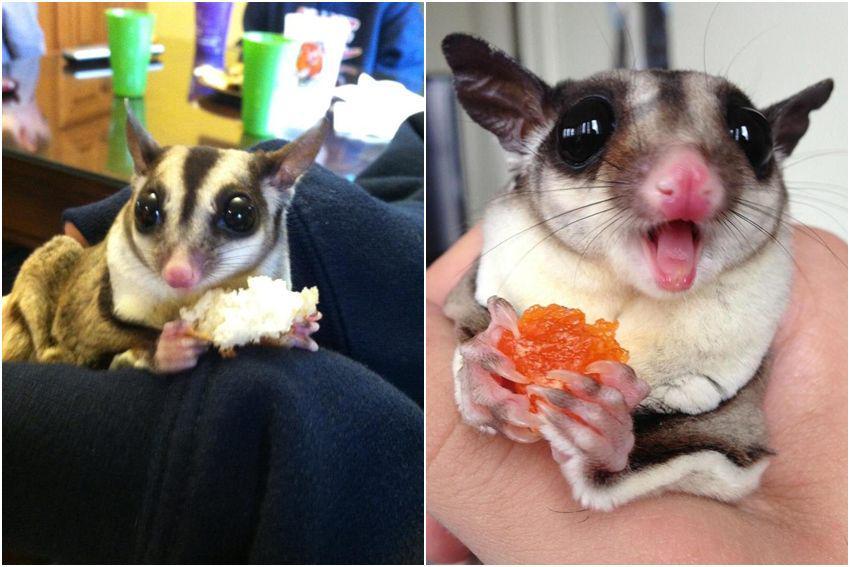8 Potret Sugar Glider saat Makan, Mungil dan Lucu!