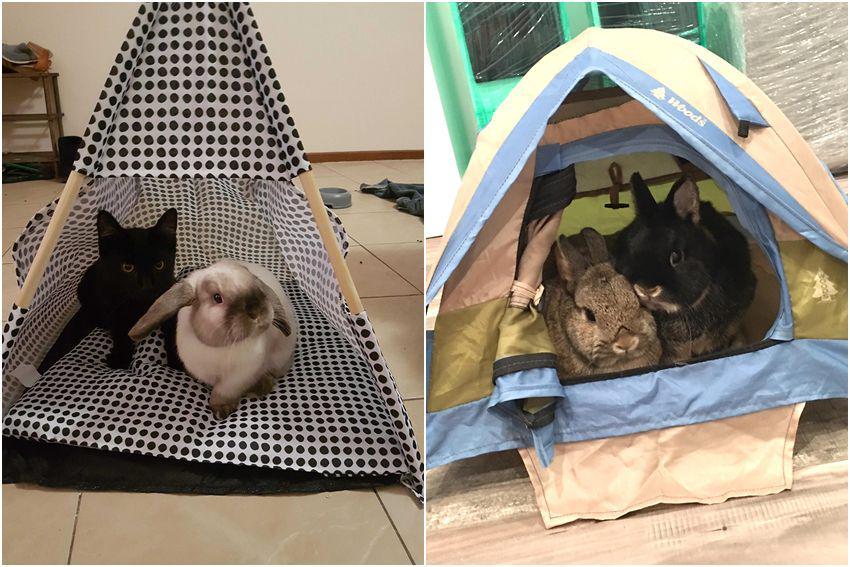10 Foto Gemas Kelinci Bersantai di dalam Tenda, Lucu Banget!