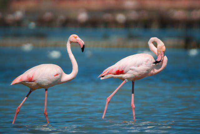 burung flamingo (pexels.com/Denitsa Kireva)