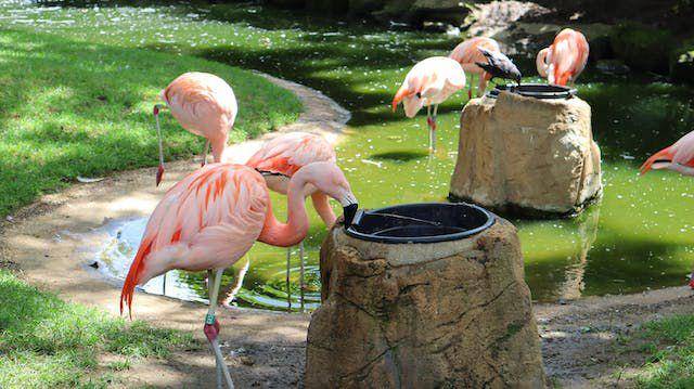 burung flamingo (pexels.com/iulian alexandru)