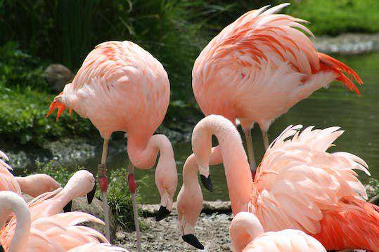 burung flamingo (pexels.com/Paul Clements)