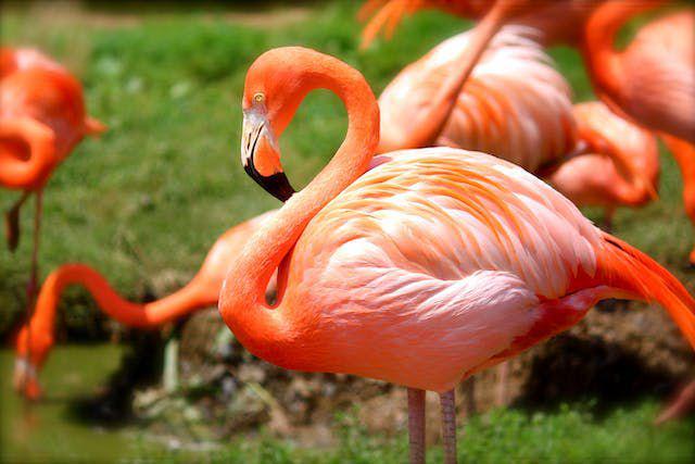 6 Fakta Menarik Burung Flamingo, Hanya Punya Satu Pasangan!