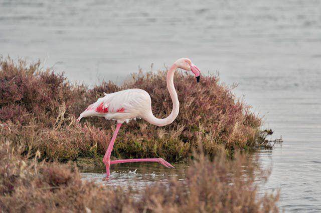 burung flamingo (pexels.com/Théo Peltier)